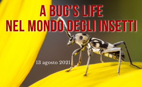 bugs_life_2021