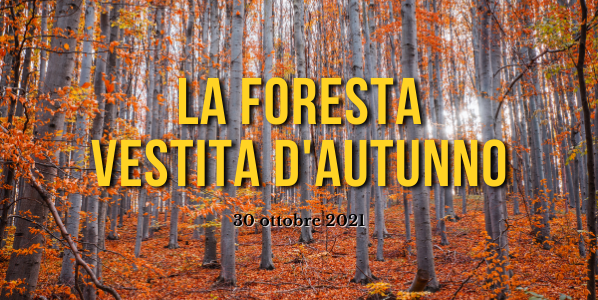 foresta_autunno_2021